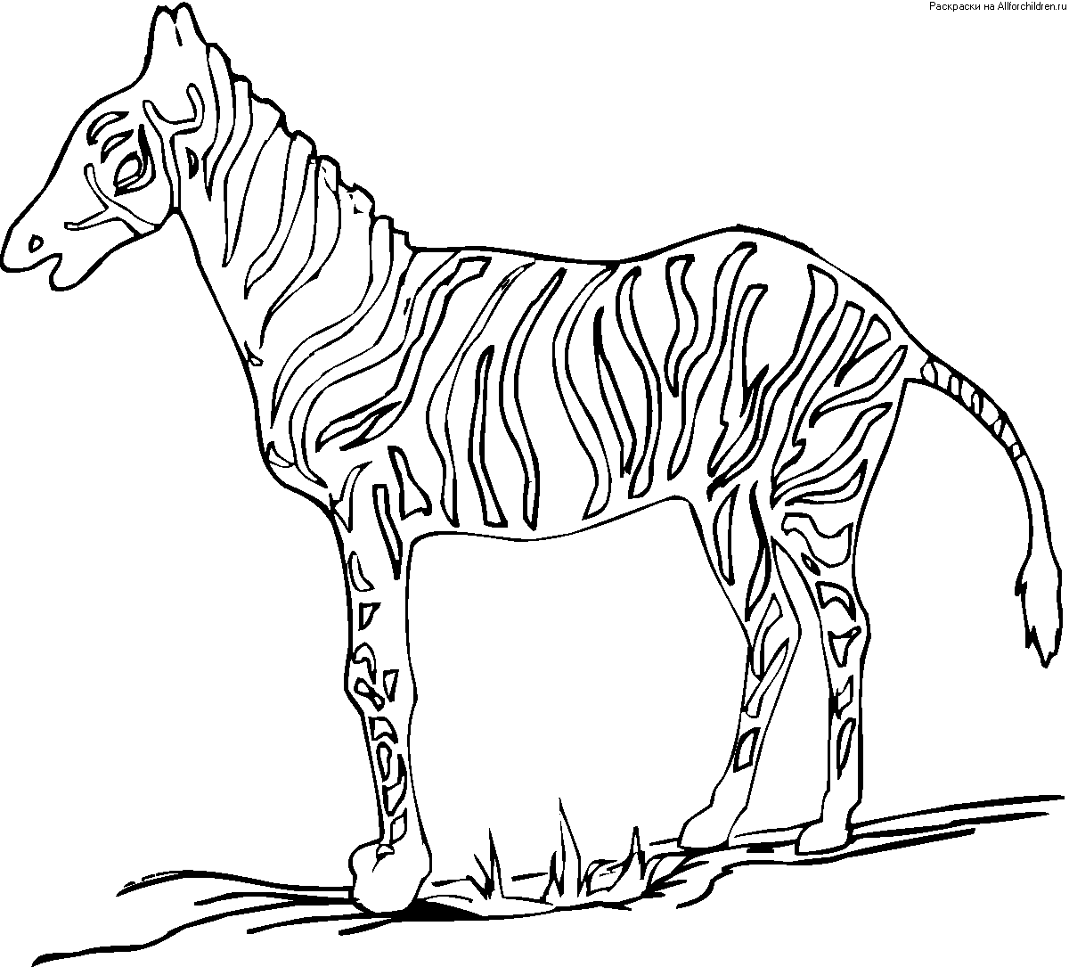 zebra stripes coloring pages - photo #50