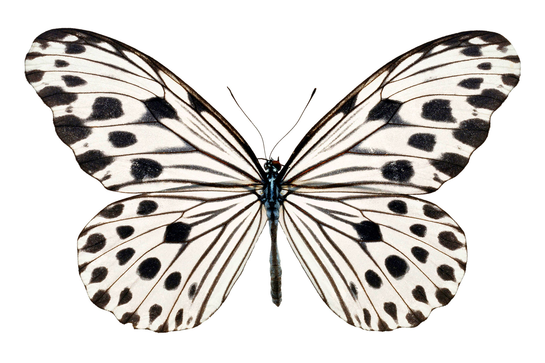 Белые бабочки на белом фоне