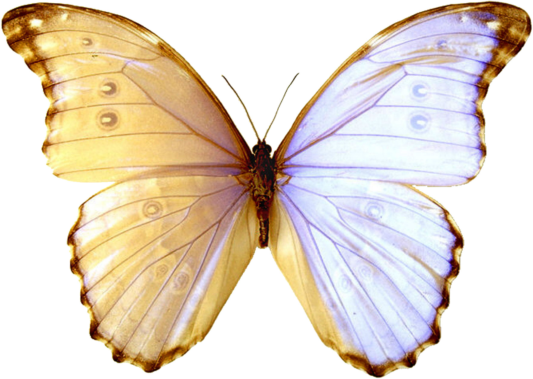 Нежные бабочки на прозрачном фоне