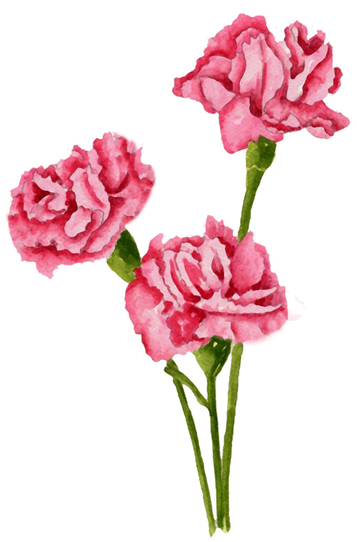 clip art carnation flower - photo #5