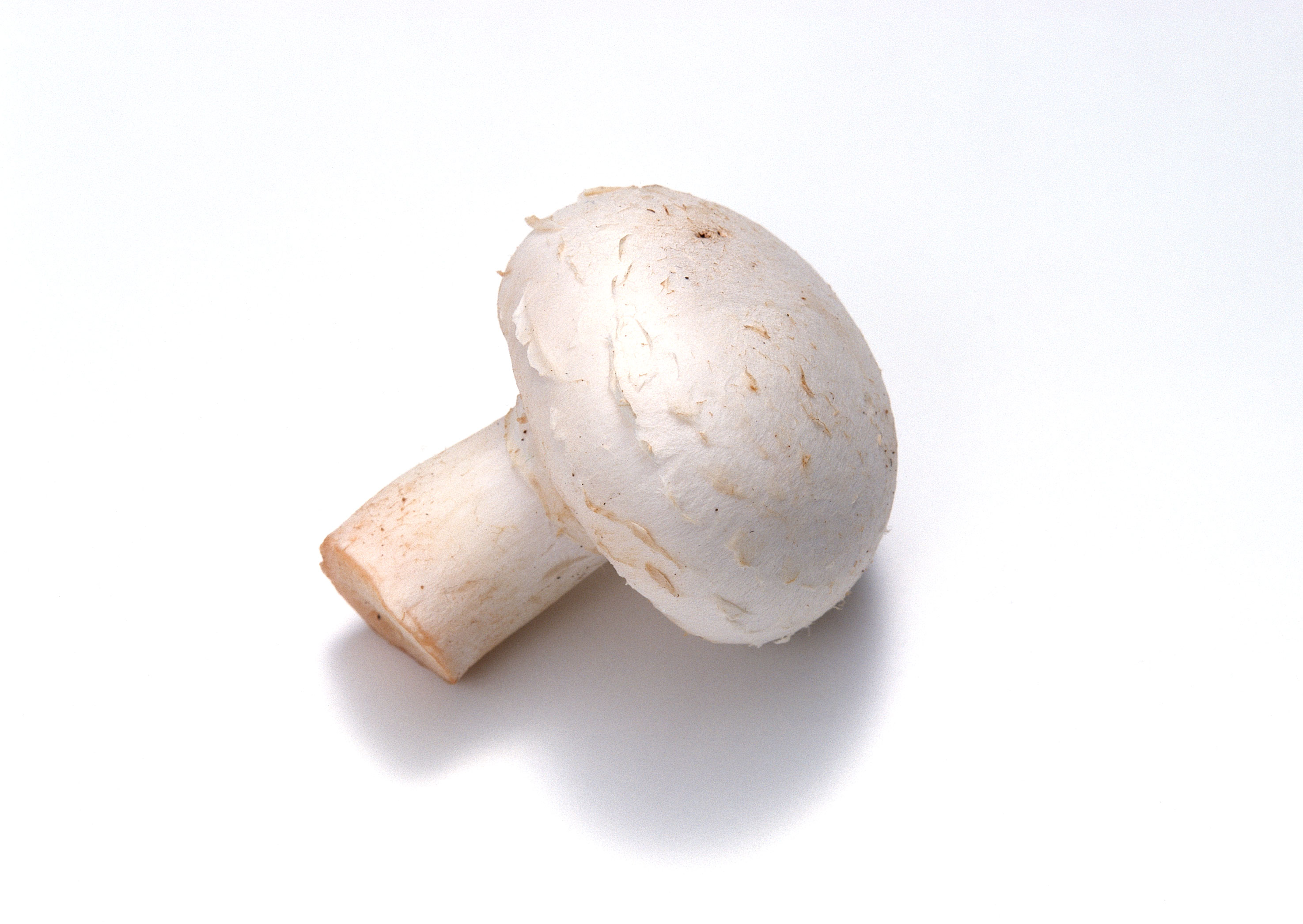 Белые грибы шампиньоны