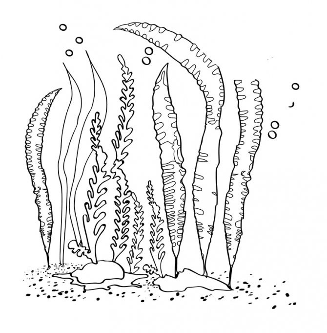 Разные виды водорослей