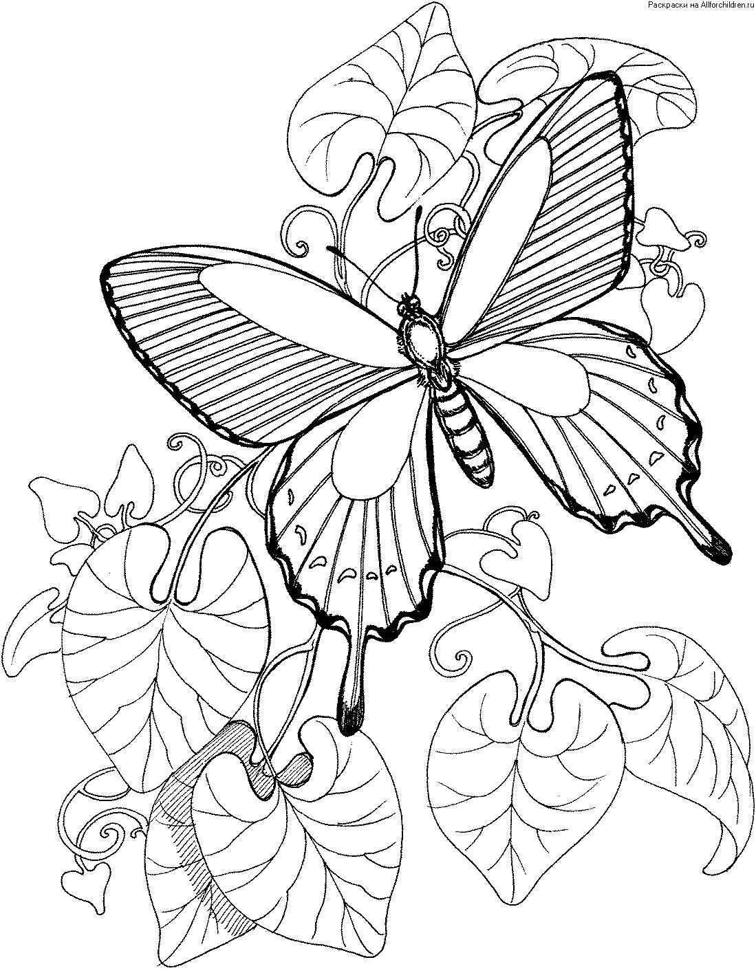 Красивый рисунок на а4. Раскраска "бабочки". Бабочка раскраска для детей. Детские раскраски бабочки. Раскраски бабочки красивые.