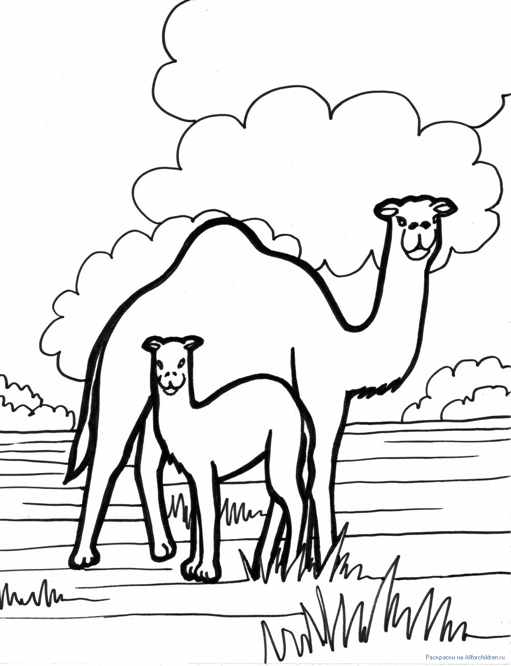 Верблюжонок раскраска для детей