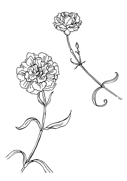 Два цветка гвоздики