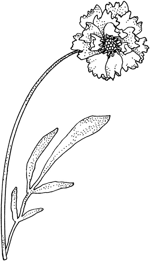 Растение гвоздика