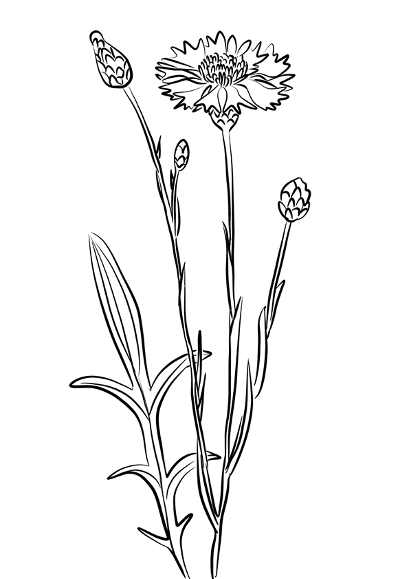 Растение василька