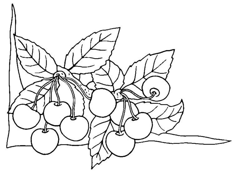 Орнамент-уголок с вишнями