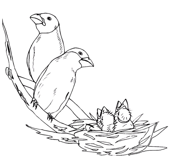 Пара клестов у гнезда с птенчиками