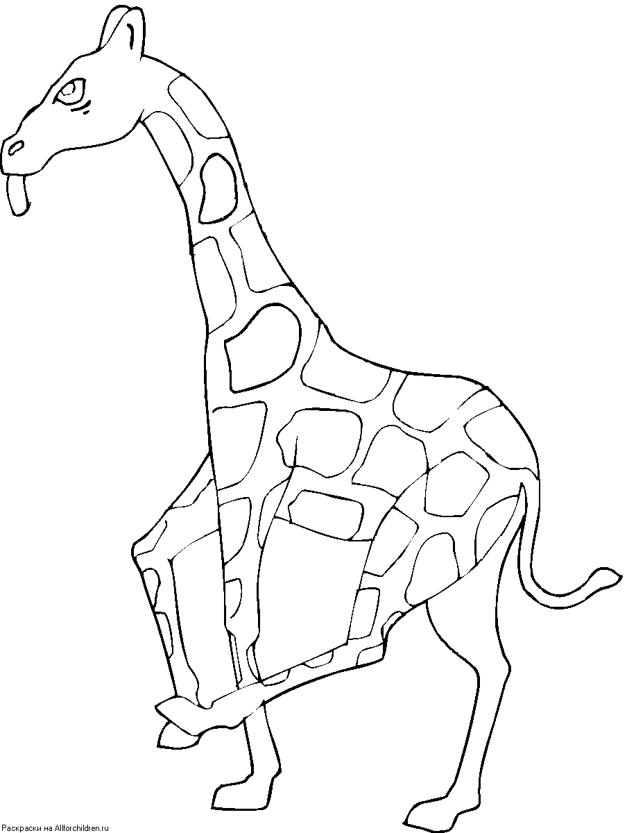 Жираф контур для раскрашивания