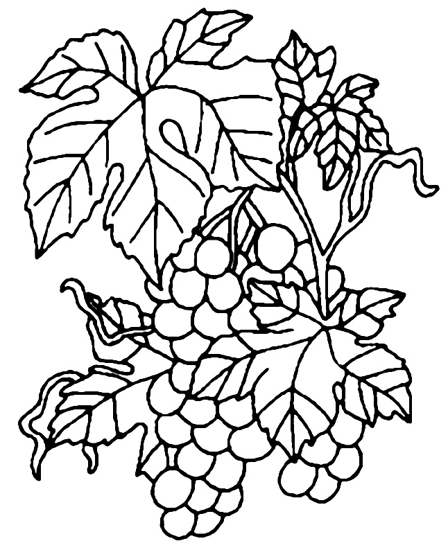 Виноградная лоза с гроздьями спелого винограда