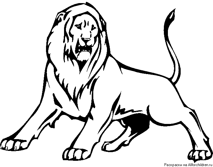 Львы