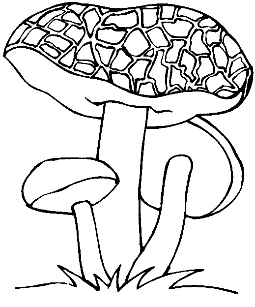 Печать гриба зохры геншин. Ядовитые грибы раскраска. Гриб раскраска. Несъедобные грибы раскраска. Абабки раскраска для детей.
