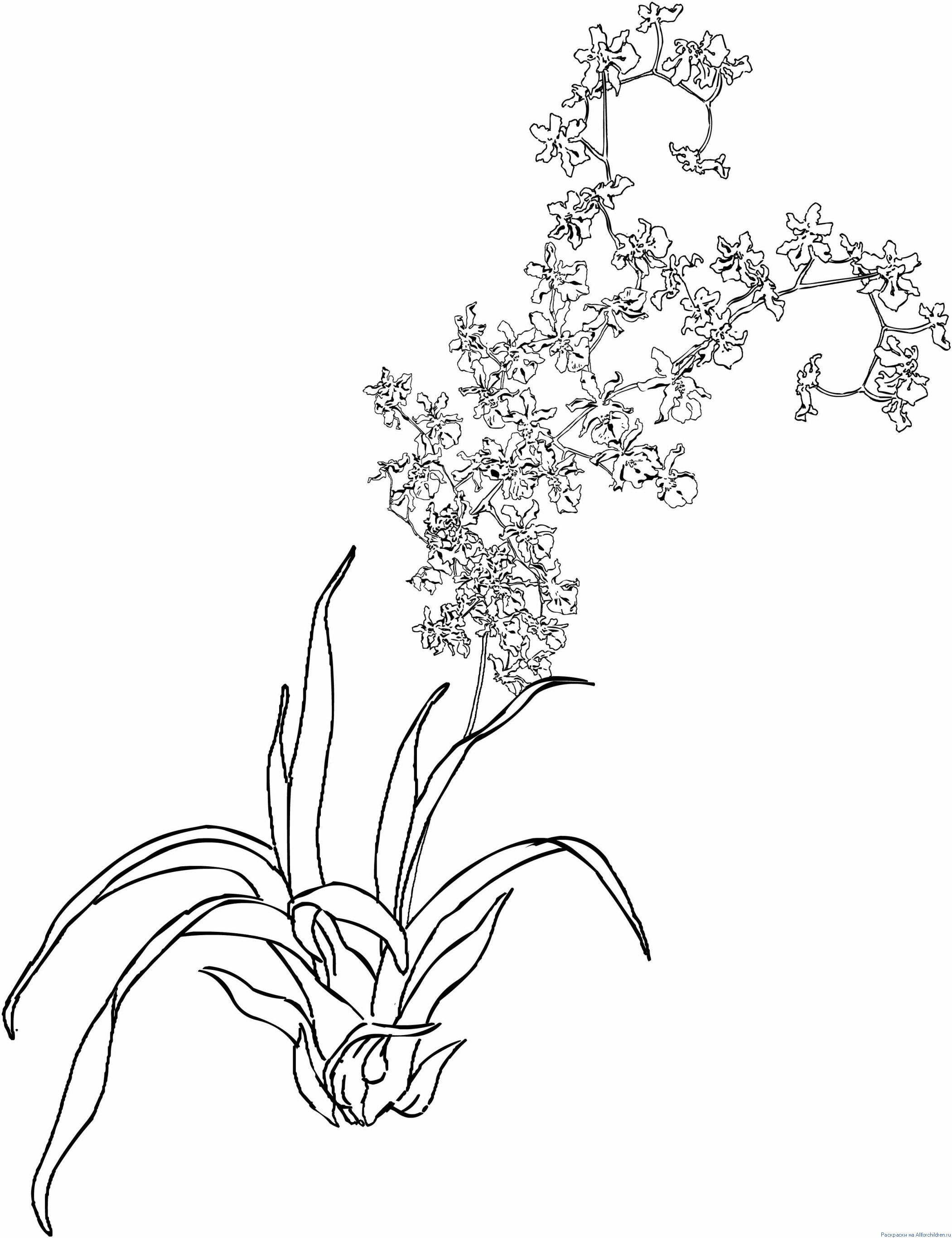 Рисунок орхидеи в горшке для детей разукрашка