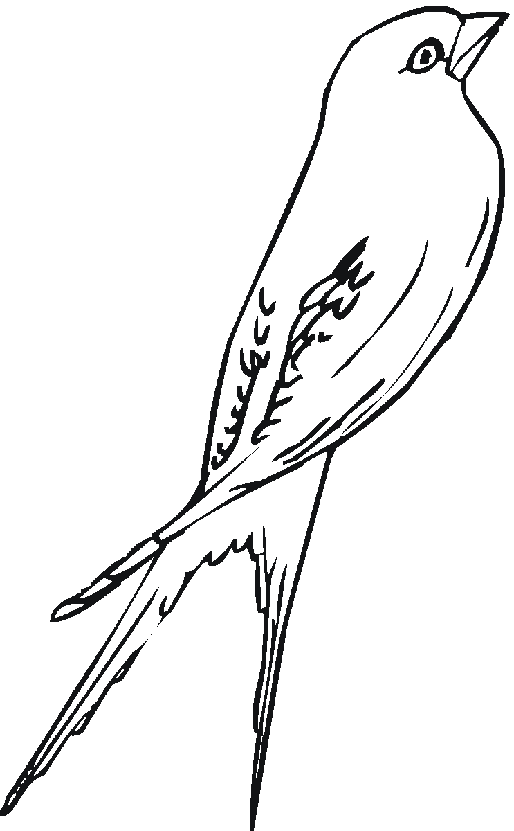 Раскраска птицы Ласточка