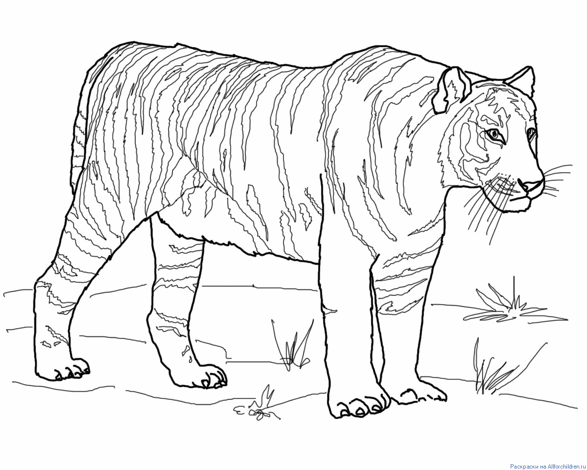 Распечатать раскраску диких животных. Тигр. Раскраска. Тигр раскраска для детей. Раскраска "Дикие животные". Раскраски тигра для детей.