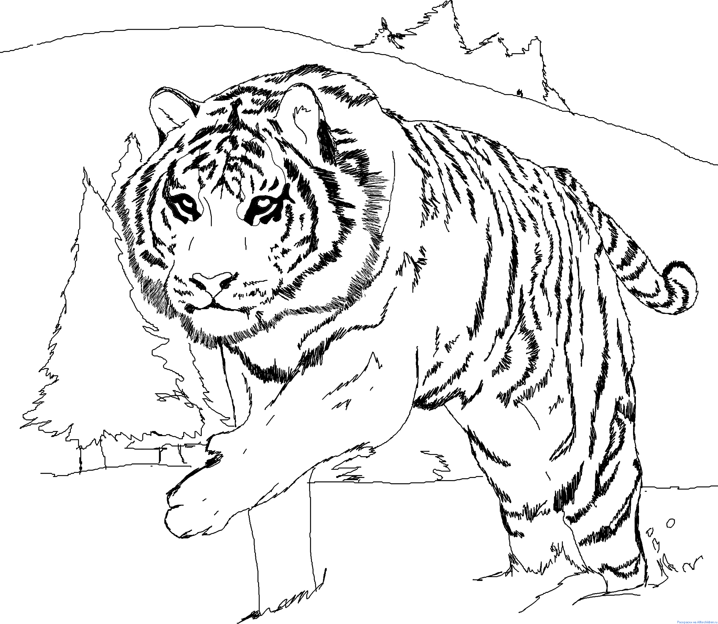 Распечатать раскраску диких животных. Амурский (Уссурийский) тигр. Тигр. Раскраска. Тигр раскраска для детей. Тигр рисунок.