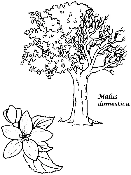 Раскраска Malus domestica - Яблоня домашняя