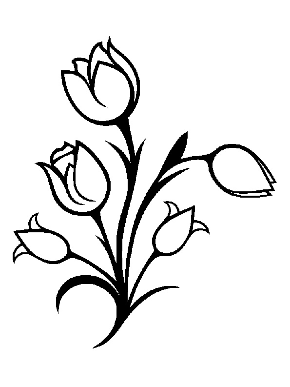 Тюльпаны - орнамент