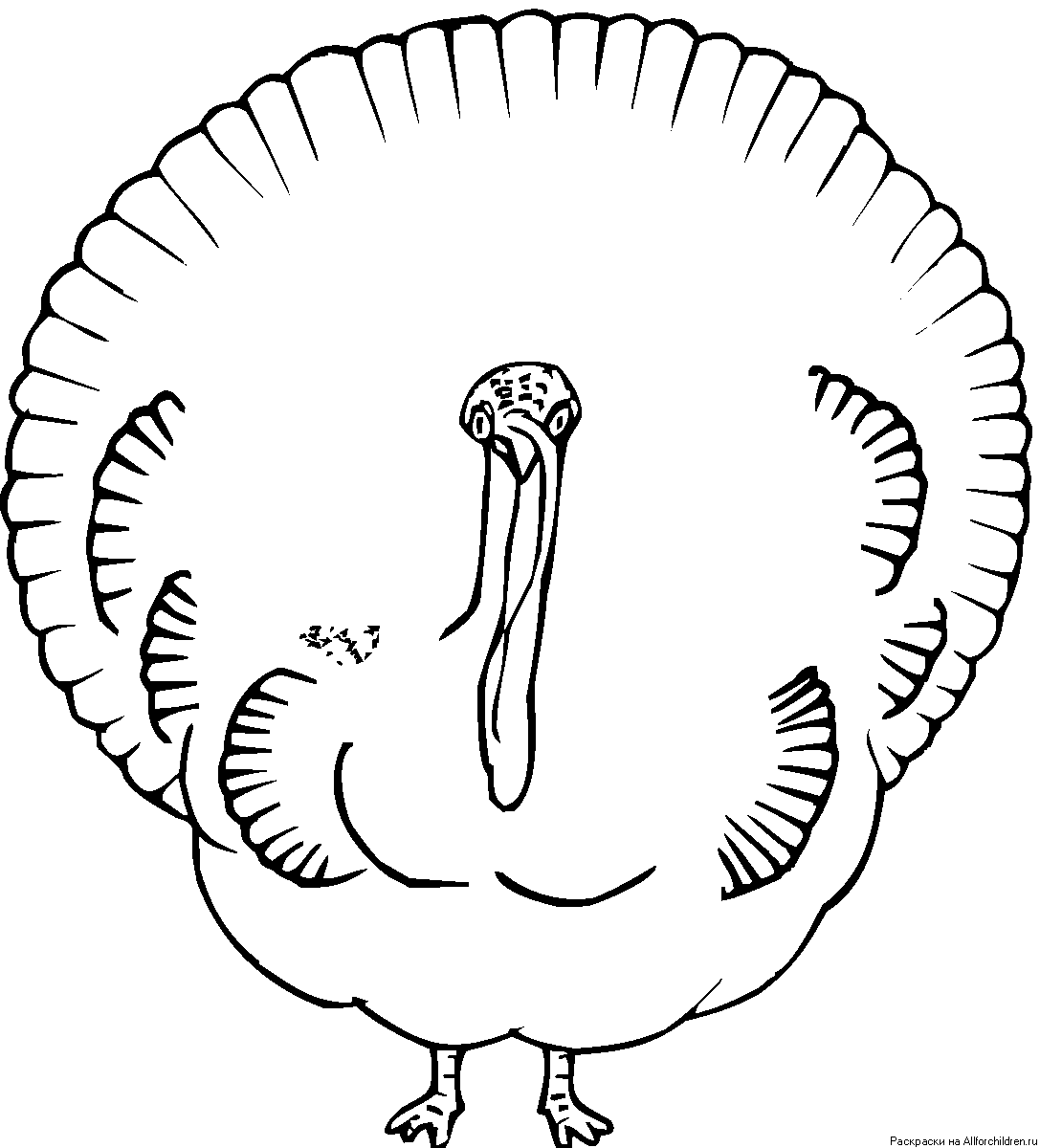 Раскраска голова индюка