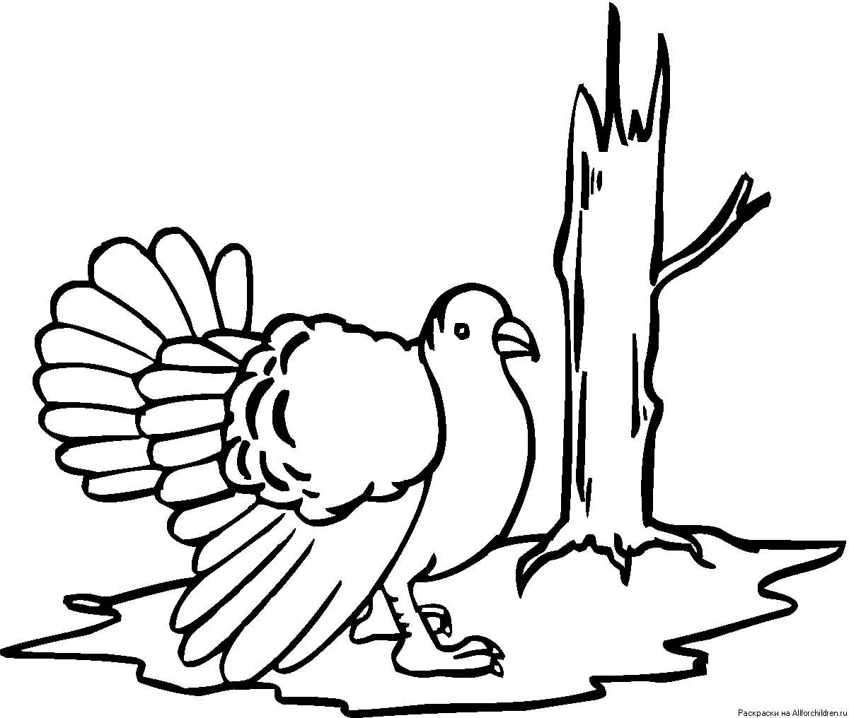 Раскраска птица Турция