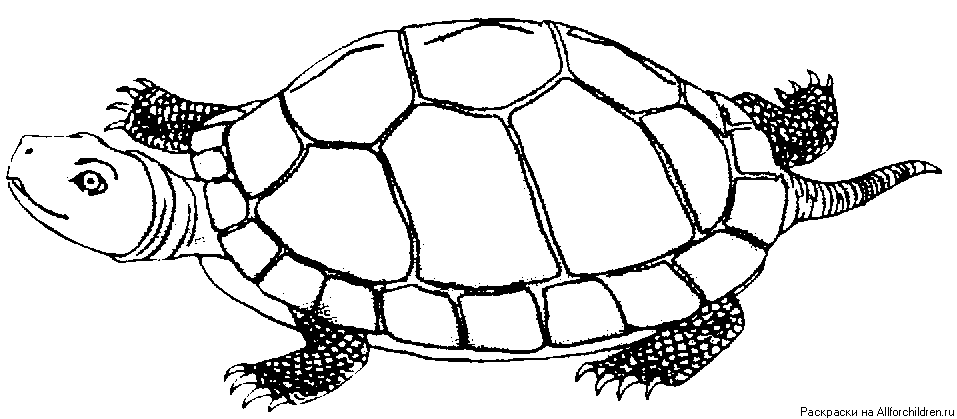 Разукрашка черепахи красноухой. Черепаха красноухая черно белый. Красноухая черепаха раскраска. Черепаха сухопутная раскраска.