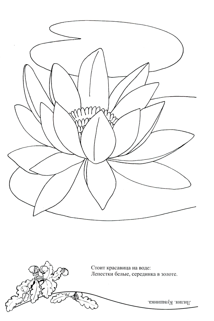 Цветок кувшинка раскраска (47 фото)