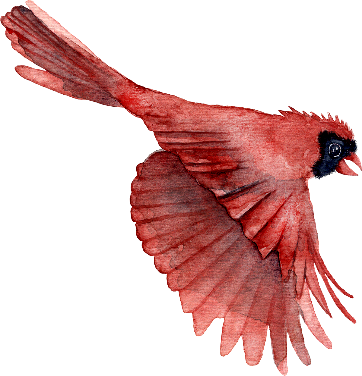 Bird katrin