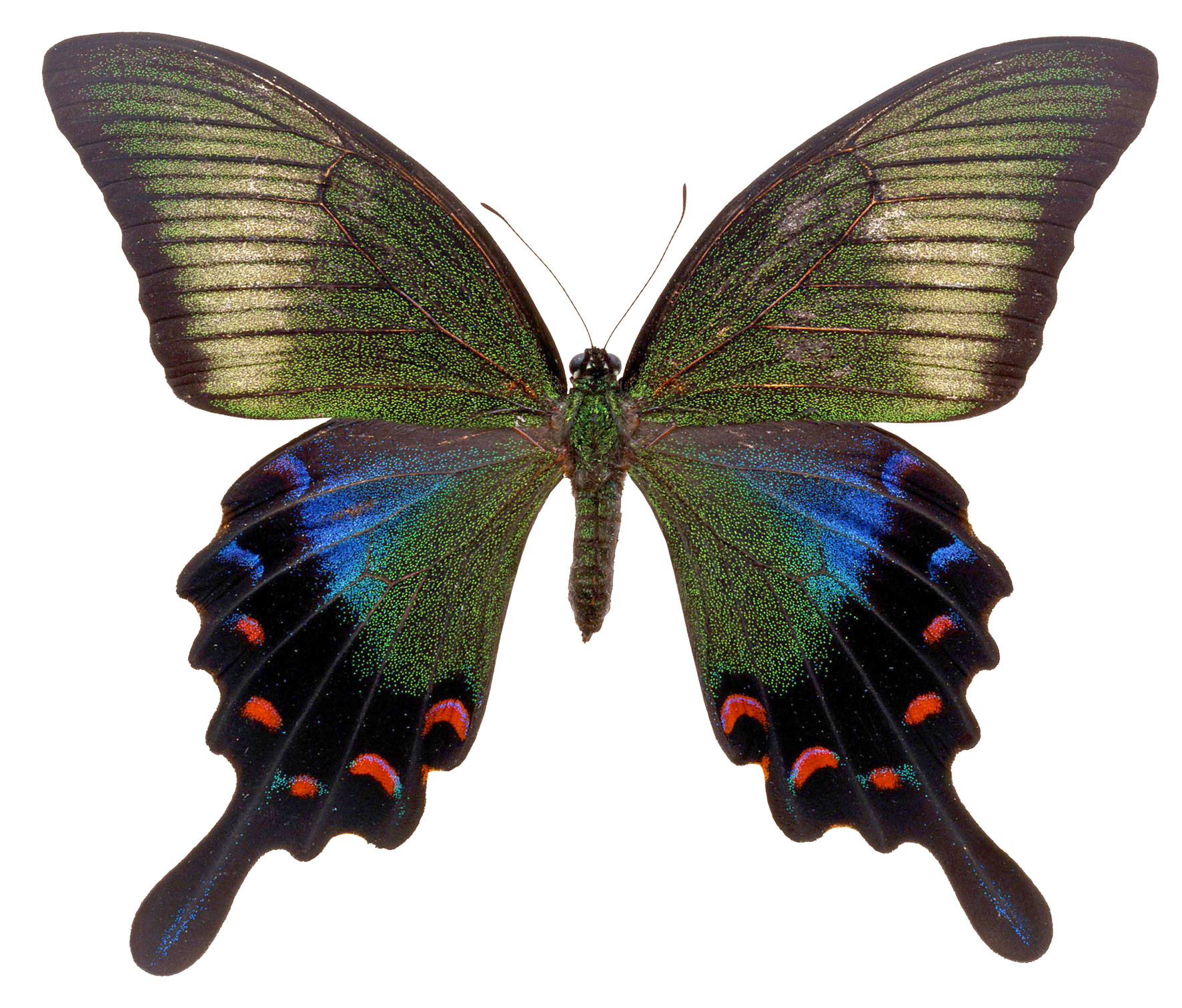 Papilio maackii бабочка