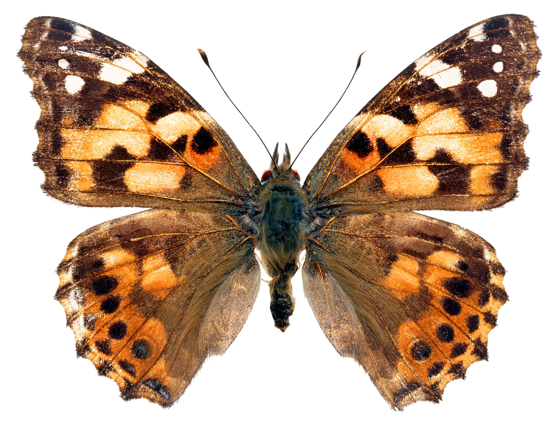 Репейница бабочка на белом фоне