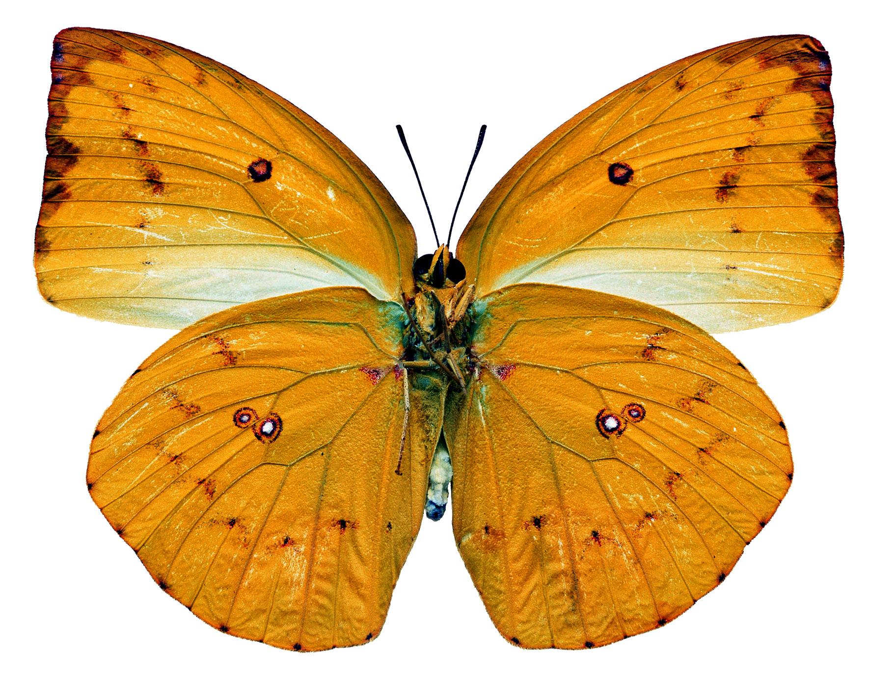 Бабочка лимонница рисунок. Желтые бабочки Монарх. Жёлтая бабочка. Желтые бабочки для печати. Желтая бабочка на прозрачном фоне.
