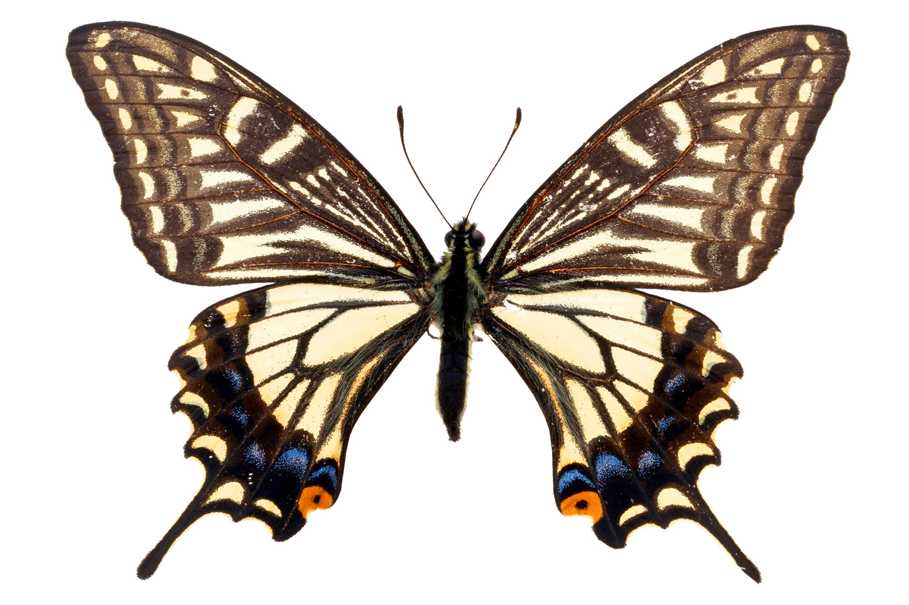 Махаон,Монарх бабочки
