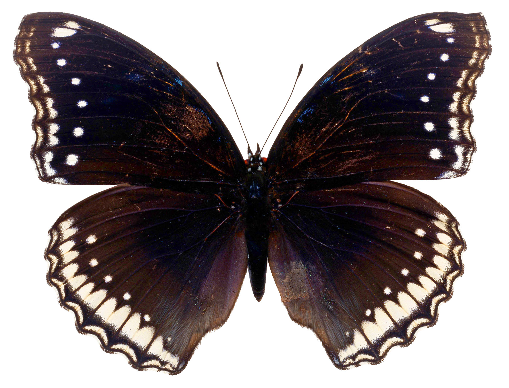 Papilio Менелаус