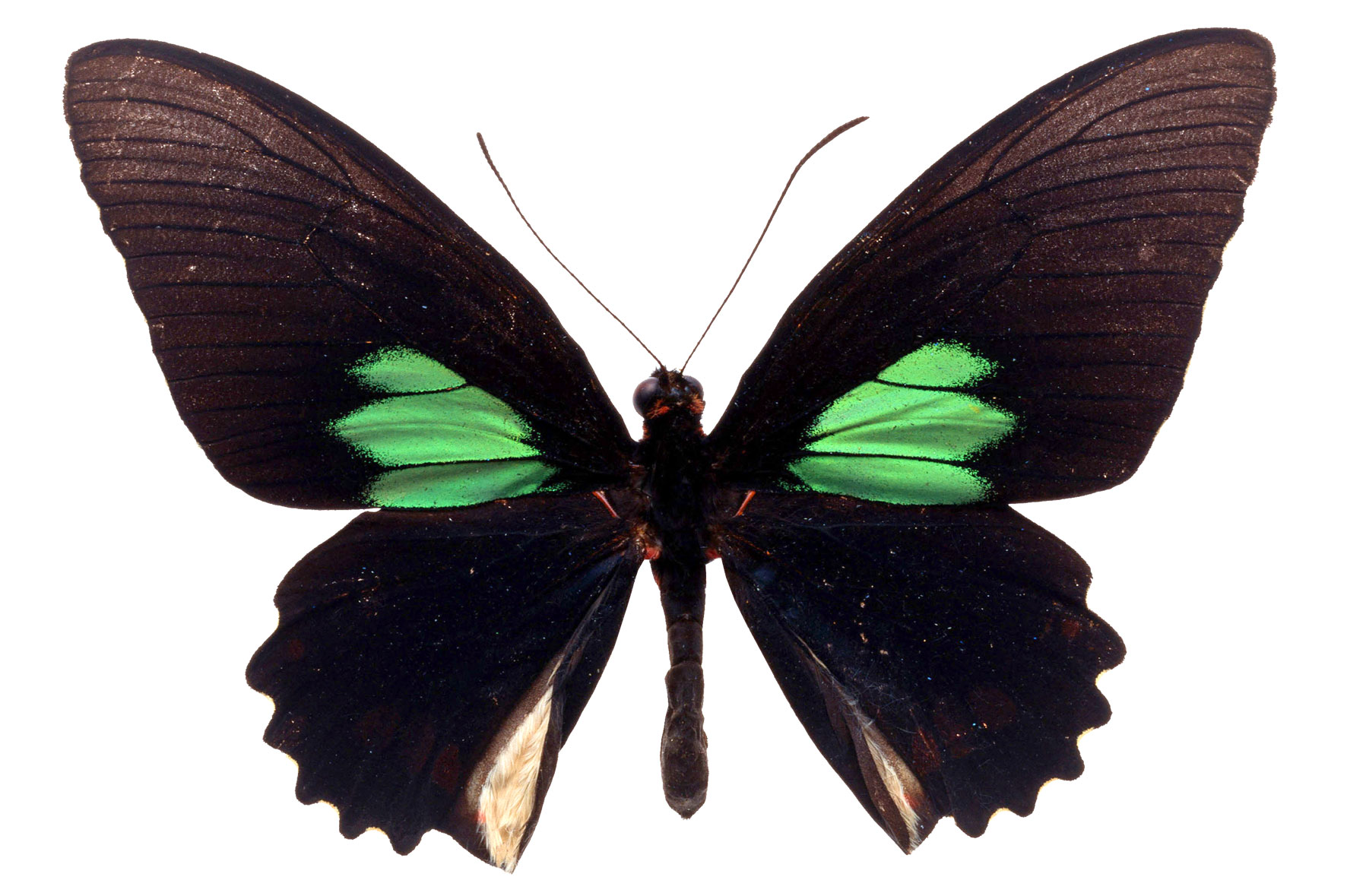 Черно зеленая бабочка. Бабочка парусник Махаон. Черный Махаон бабочка. Крылья бабочки.