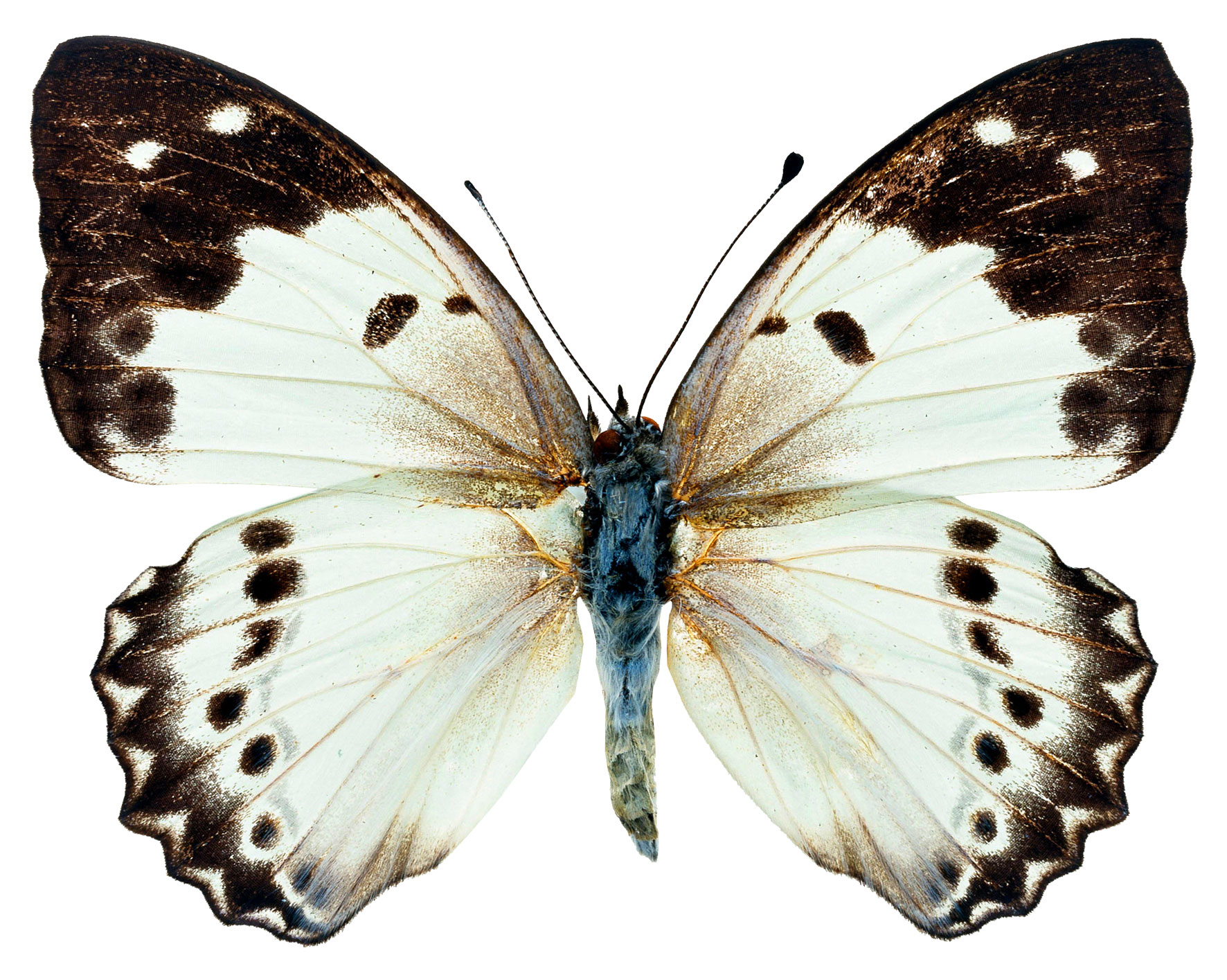 Коричневая бабочка на белом фоне