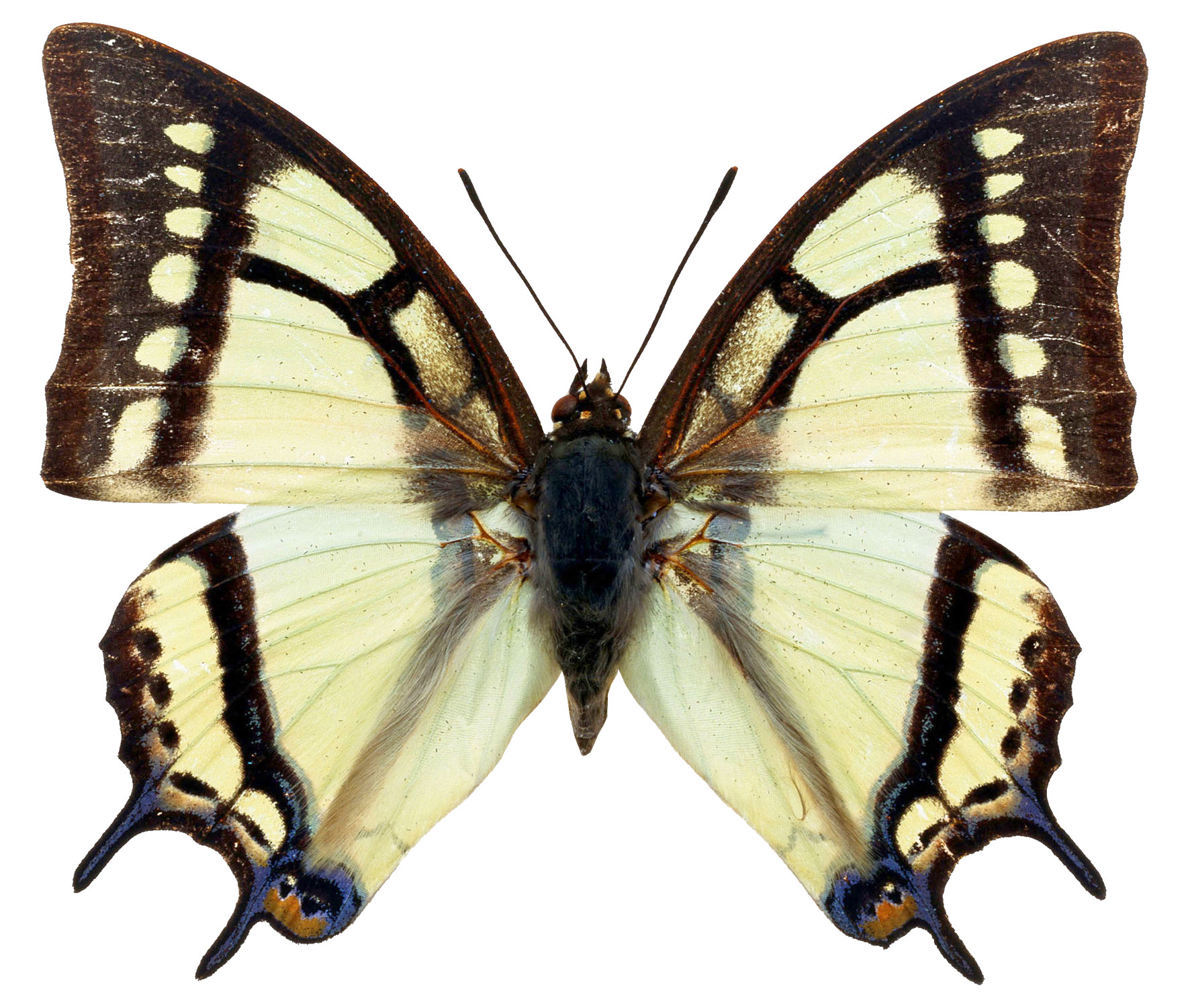 Махаон (бабочка)