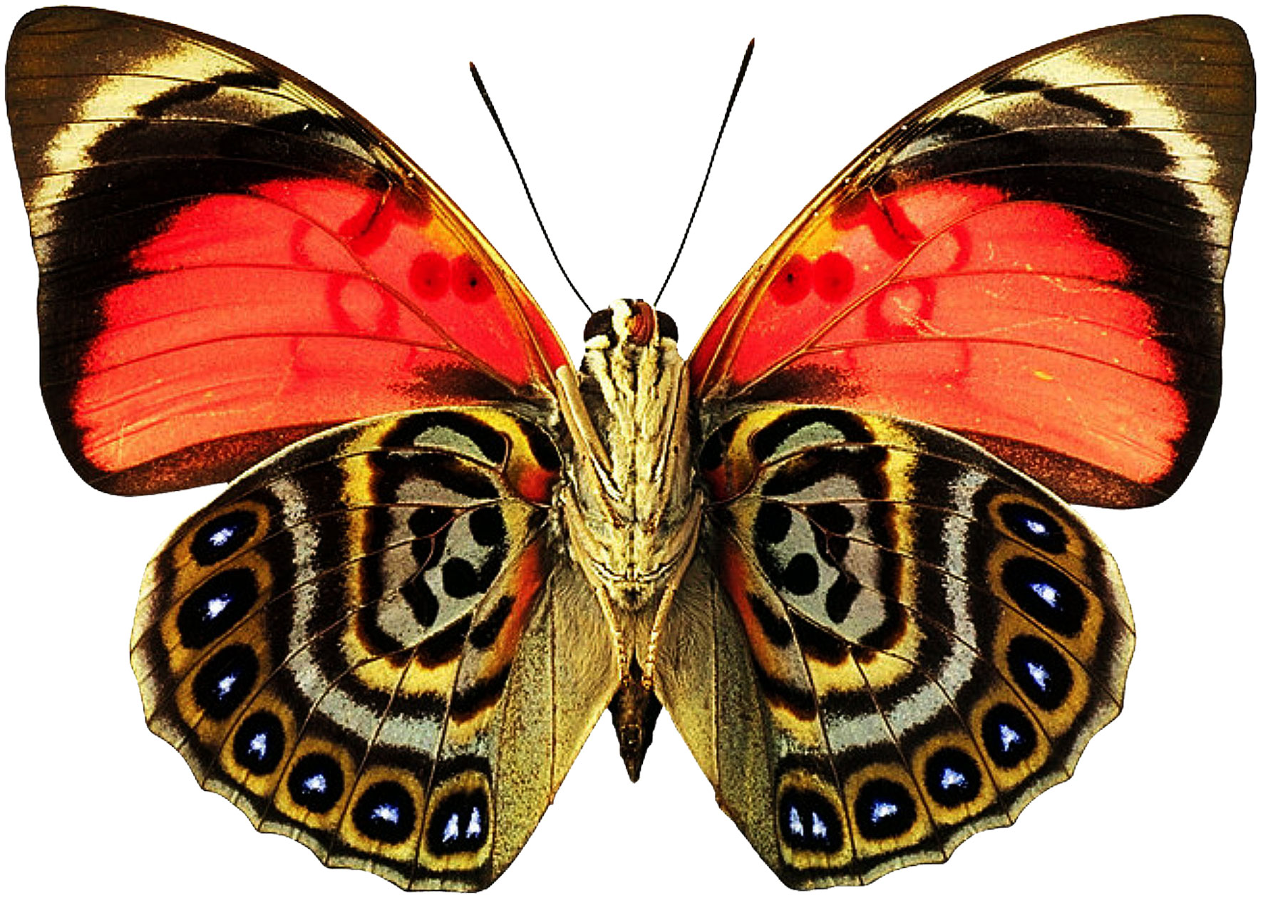 Тропические бабочки на прозрачном фоне