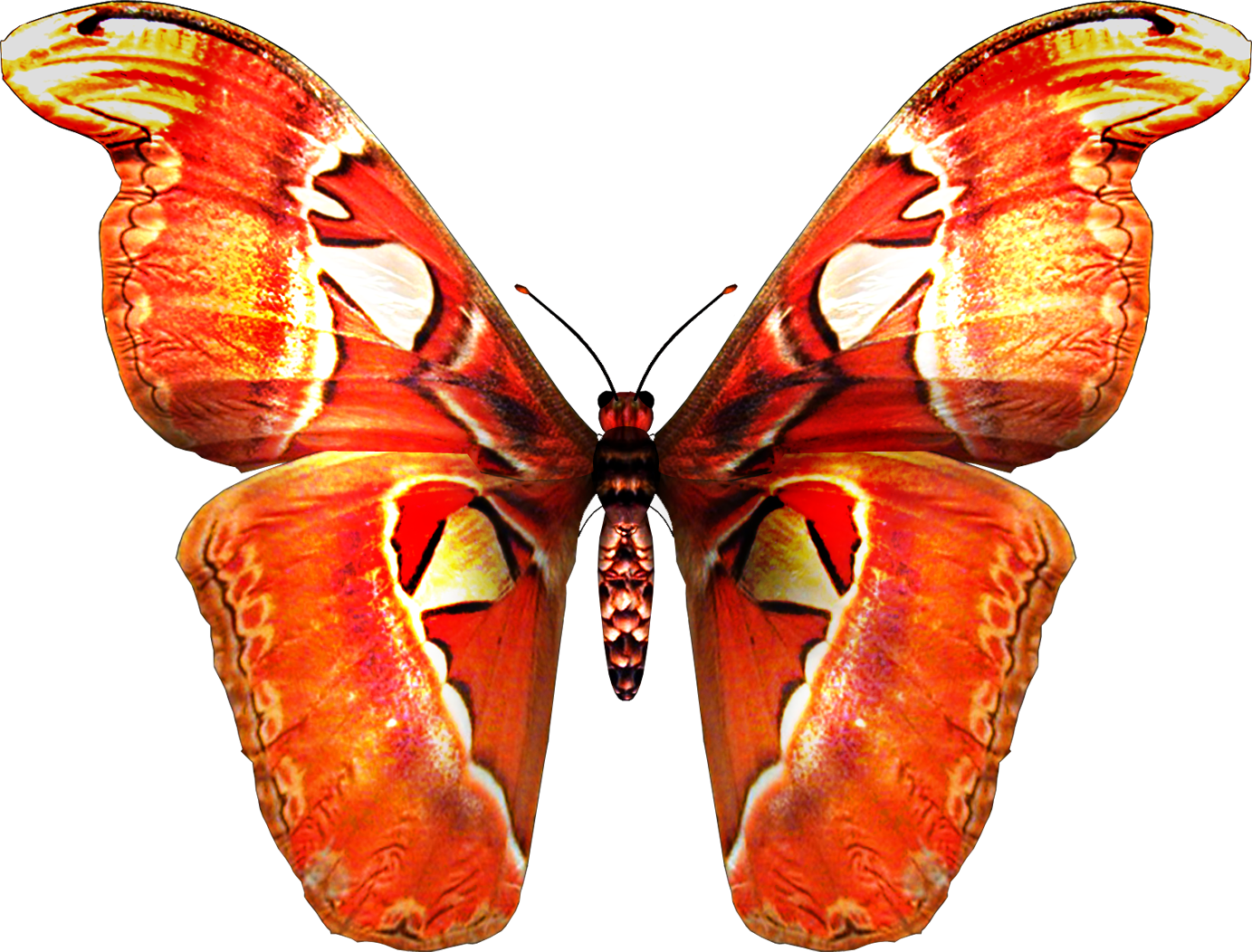 Бабочка Павлиноглазка атлас. Прозрачная бабочка. Бабочки на белом фоне. Тропические бабочки на прозрачном фоне.