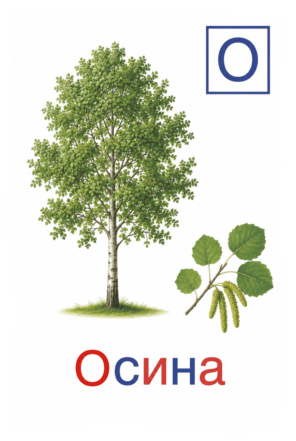 Осина