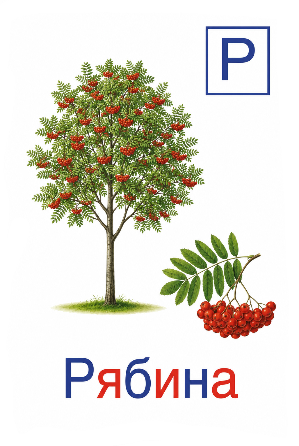 Рябина