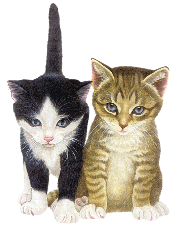 Chat tube. Коты для фотошопа нарисованные. Котенок для фотошопа. Шаблон для двух фотографий для фотошопа кошки и.