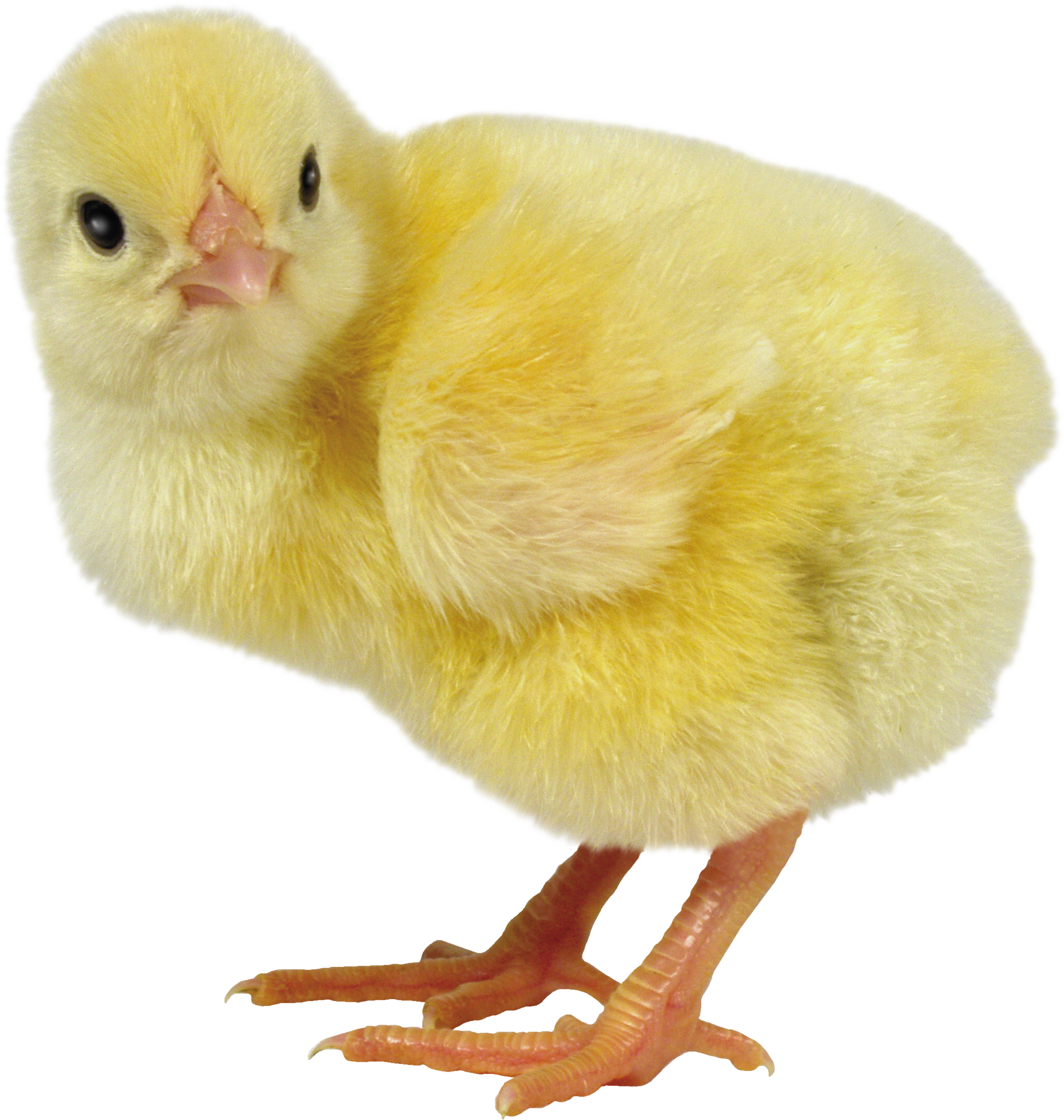 Картинка на прозрачном фоне цыплята