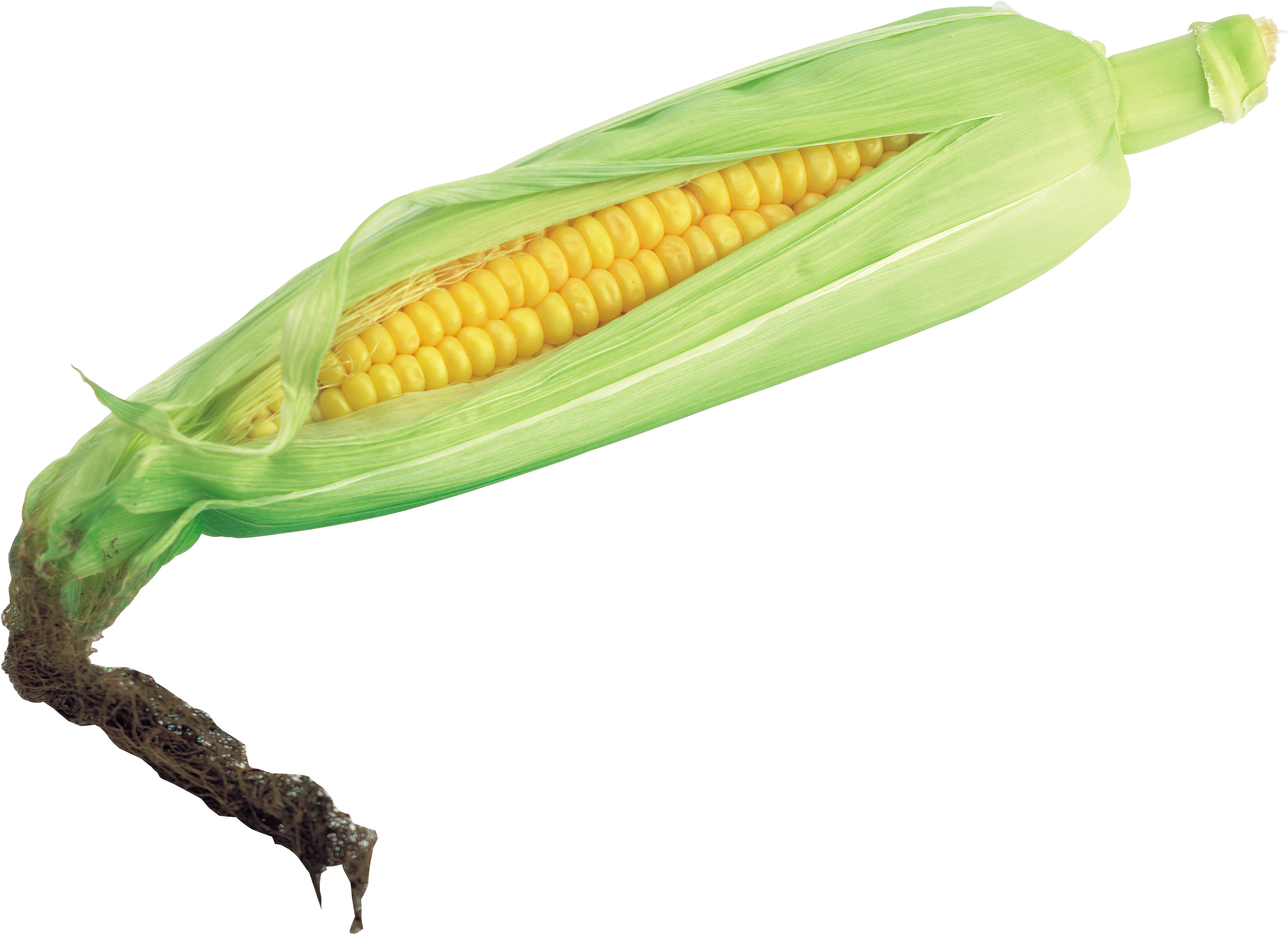 Кукуруза в листовой обёртке