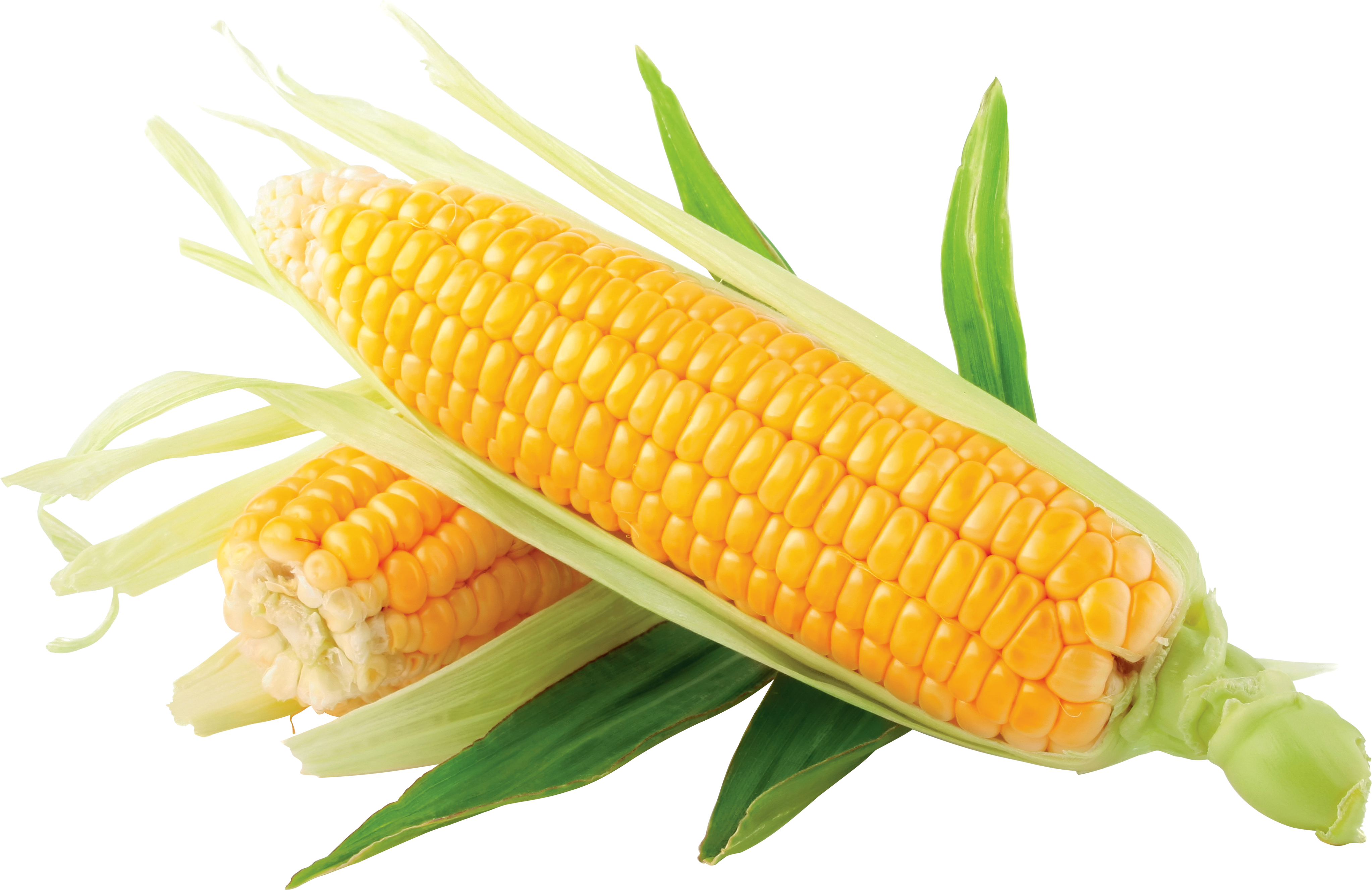 Два початка кукурузы