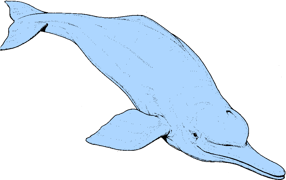 Речной дельфин (Platanistoidea)