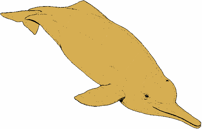 Речной дельфин