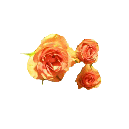 Розы оранжевые