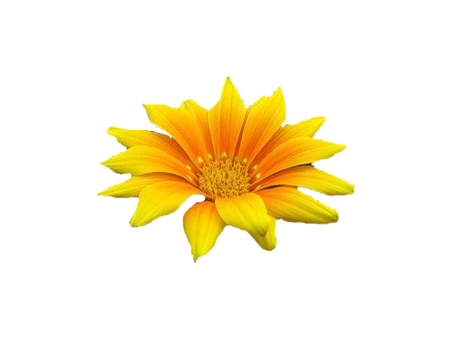 Жёлто-оранжевый цветок