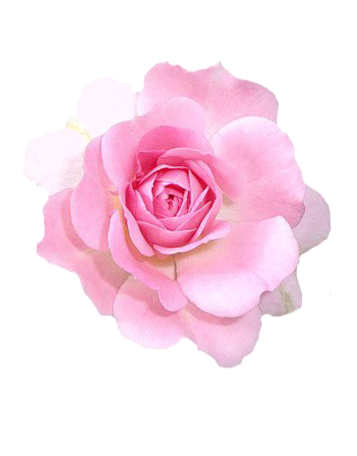 Розовая махровая роза
