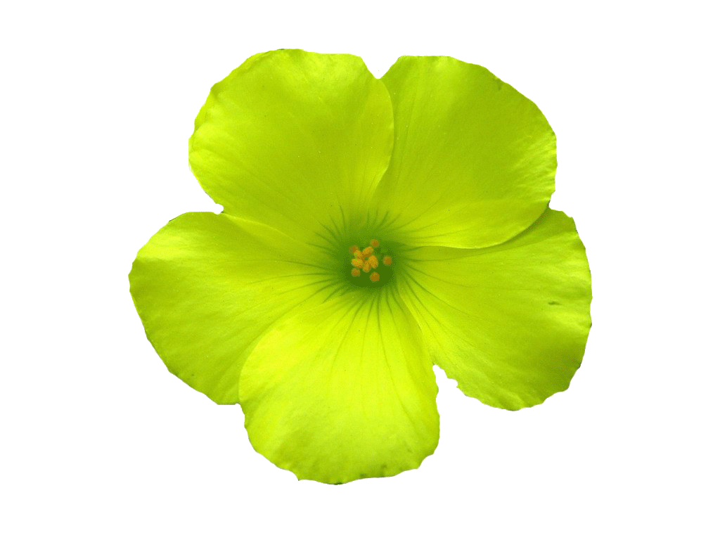 Желтые цветы на прозрачном
